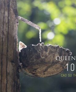 Nguyên liệu mủ cao su thiên nhiên sản xuất nệm